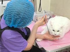 -北京观赏动物医院·24小时大型综合·猫专科·异宠专科