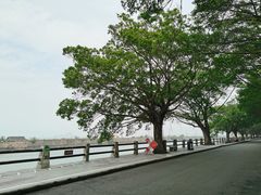 -大湾区中央湿地公园