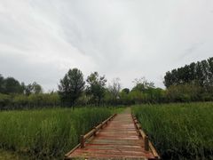 -东郊湿地公园