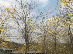 -田园寨农园观光园