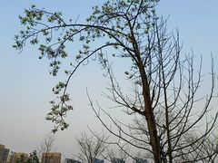 -龙头寺公园