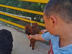 -西霞口神雕山野生动物世界