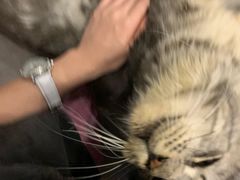-楼上猫咖(罗湖店)
