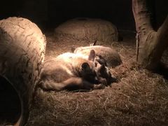 -清迈夜间动物园