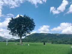 -艾米稻香小镇