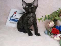 -十年猫舍·猫咪专门店(普陀店)
