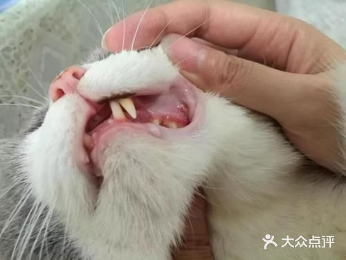 猫咪口炎的症状以及治疗
