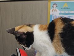 -半岛宠物医院24小时(西派城店)