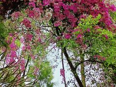 -深圳国际园林花卉博览园