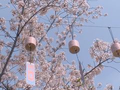 -顾村公园