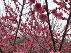 -香雪海