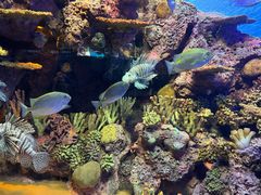 -上海海洋水族馆