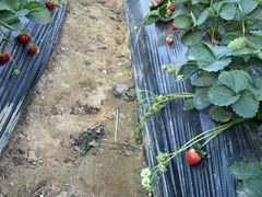 -南国桃园旅游度假区