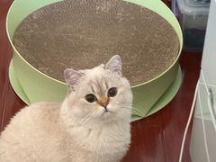 -欣宠猫屋·矮脚拿破仑·蓝金金渐层
