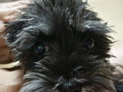 -佑安动物医院·全科·内窥镜中心(幸福巷店)