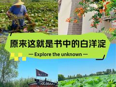 -白洋淀景区