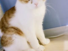 -喵的天空名猫咖啡馆·撸猫·猫舍·用品