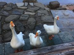 -蝴蝶泉公园