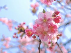 -顾村公园