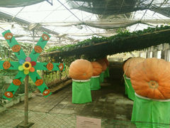 android_upload_pic-北戴河集发农业梦想王国