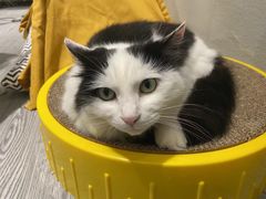 -猫亿天猫咖