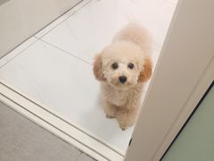 -瑞鹏动物医院宠美康(扬子江路分院)