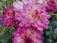 -深圳国际园林花卉博览园