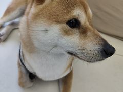 -怪兽屋·羊驼·猫咖·狗咖(俊华广场店)