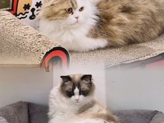 -COLOR PETS 撸猫馆·购猫·猫咖(长风大悦城店)