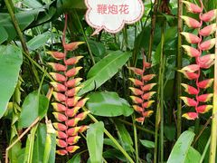 -中国科学院西双版纳热带植物园