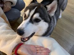 -Husky Go! 哈士奇体验馆·宠物咖啡厅狗咖