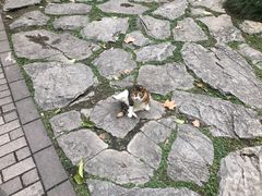 -静安公园(静安寺街道)