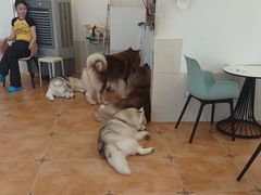 -Let's go狗咖·猫咖·奶狗·桌游(春熙路IFS店)