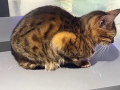 -极木²邸 人与宠物·互动社区