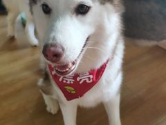 -Husky Go! 哈士奇体验馆·宠物咖啡厅狗咖