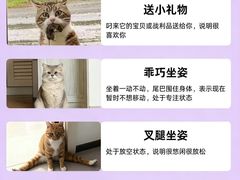 -翊宠yipet猫狗购宠庄园犬舍•猫舍