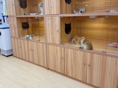 -猫十亿·布偶金渐层·曼基康矮脚猫舍(青年路店)