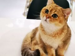 -飞行喵MR PILOT|猫舍·猫咖(静安大融城店)