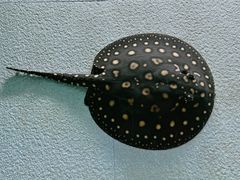 -上海海洋水族馆