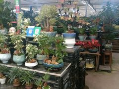 -龙大花卉苗木市场