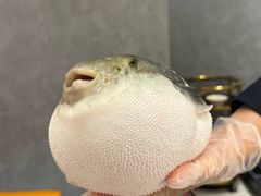 -鲐赏河豚(长寿店)
