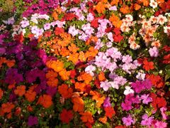 -深圳国际园林花卉博览园