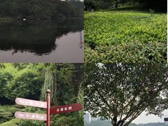 -重庆彩云湖湿地公园