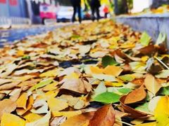 -三圣花乡旅游区