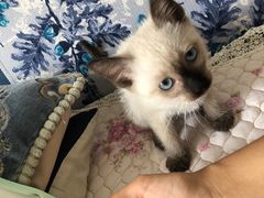 -艾贝尔宠物诊疗