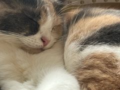 -Cappucimeow猫咪咖啡馆(韦伯时代店)