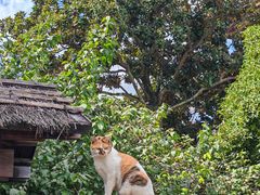 -龙华素斋(龙华路店)