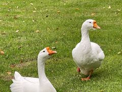 -得丘礼享谷·玉兰苑