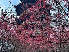 -洋湖国家湿地公园