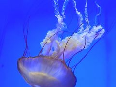-上海海洋水族馆